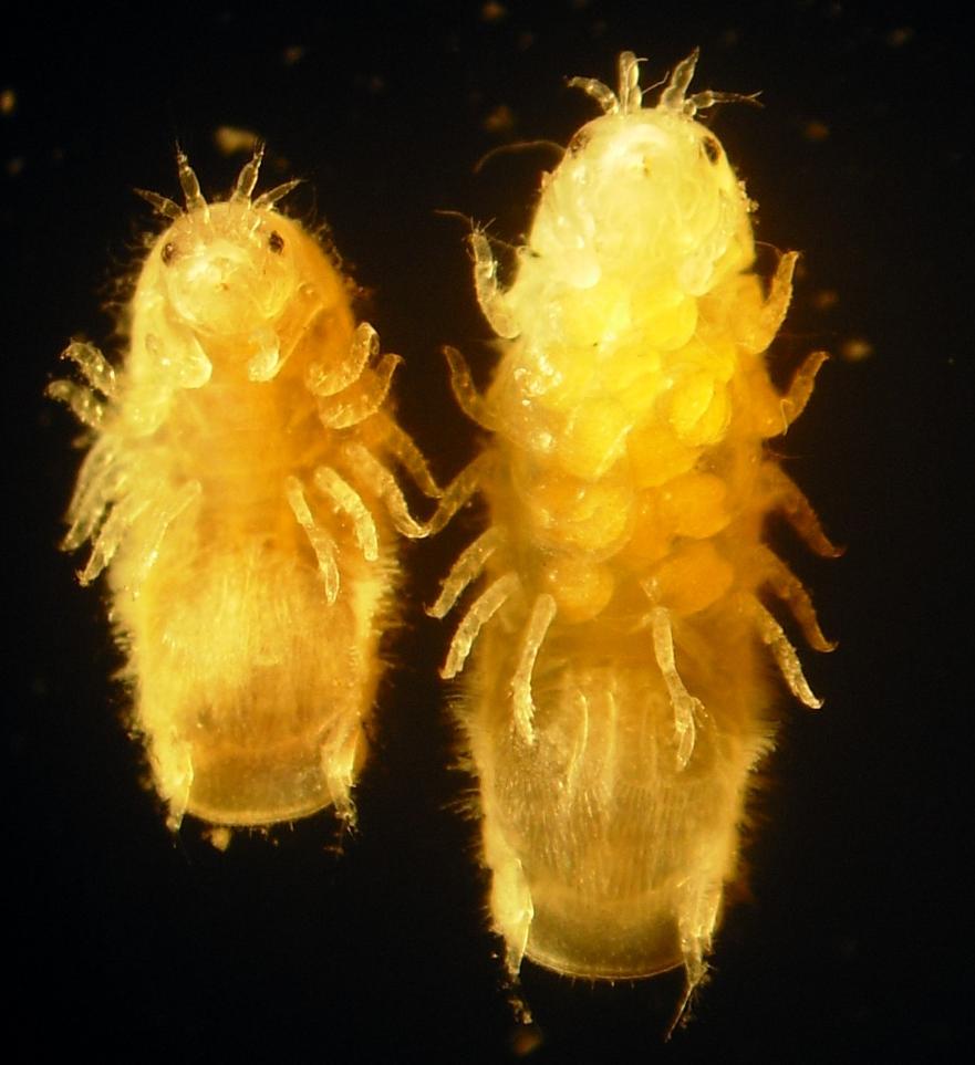 Gribble Limnoria