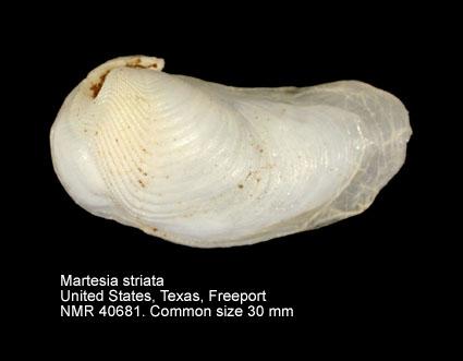 Martesia-striata 
