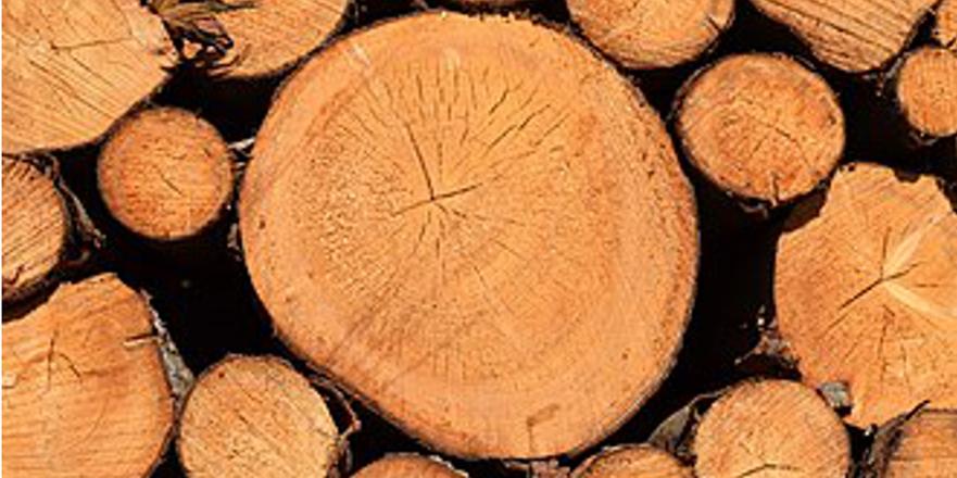 Pine log cross-sections, Teutendorf, 2016-09-17